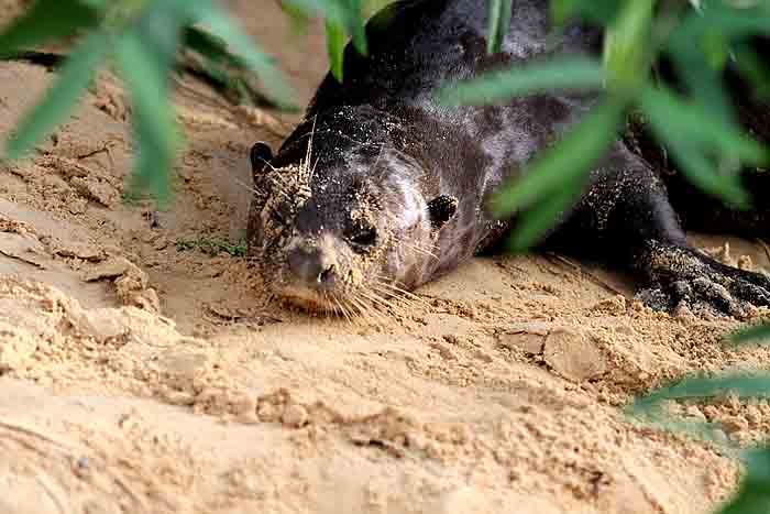 Giant Otter. Photo  Stefan Lithner