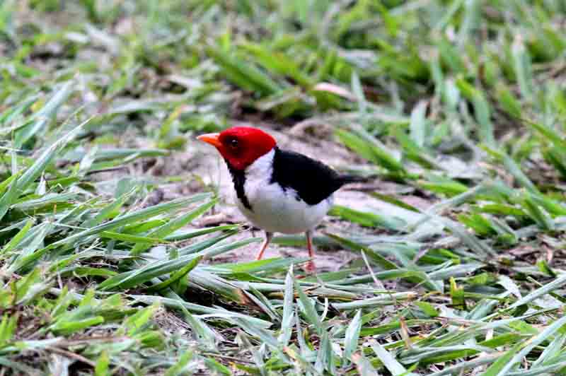 Yellow-billed Cardinal. Photo  Stefan Lithner