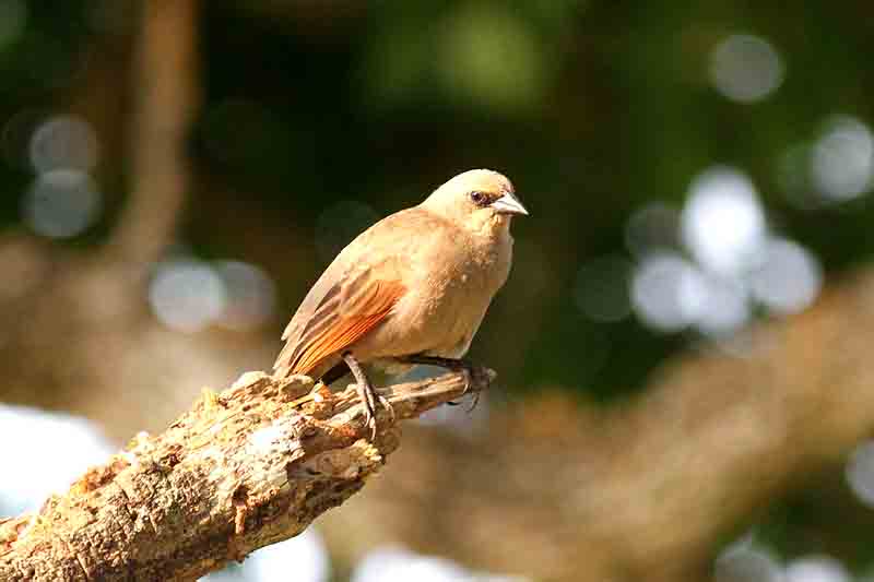 Baywinged Cowbird . Photo  Stefan Lithner