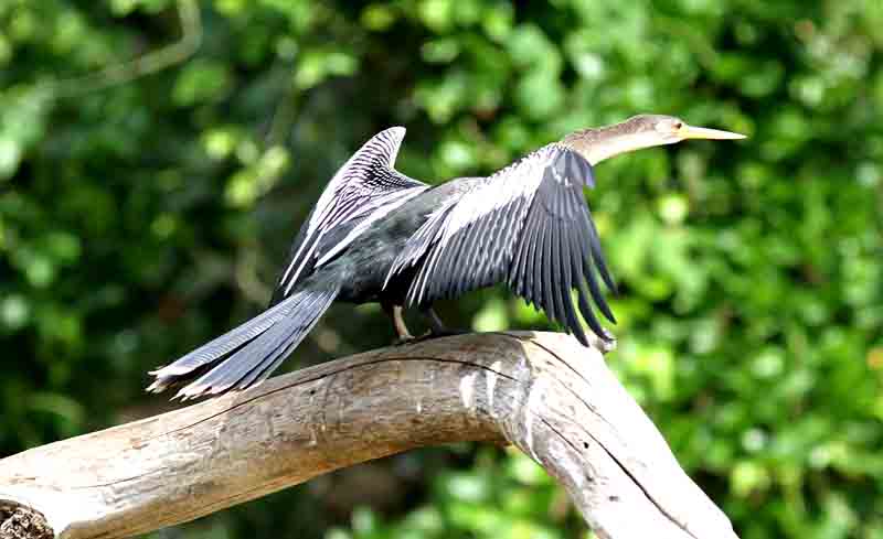 American Darter. Photo  Stefan Lithner
