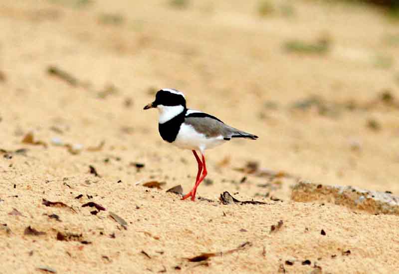 Pied Lapwing. Photo  Stefan Lithner