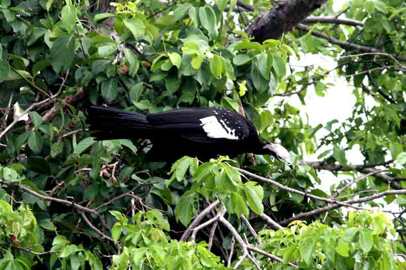 Blue-throated Piping -guan. Photo  Stefan Lithner