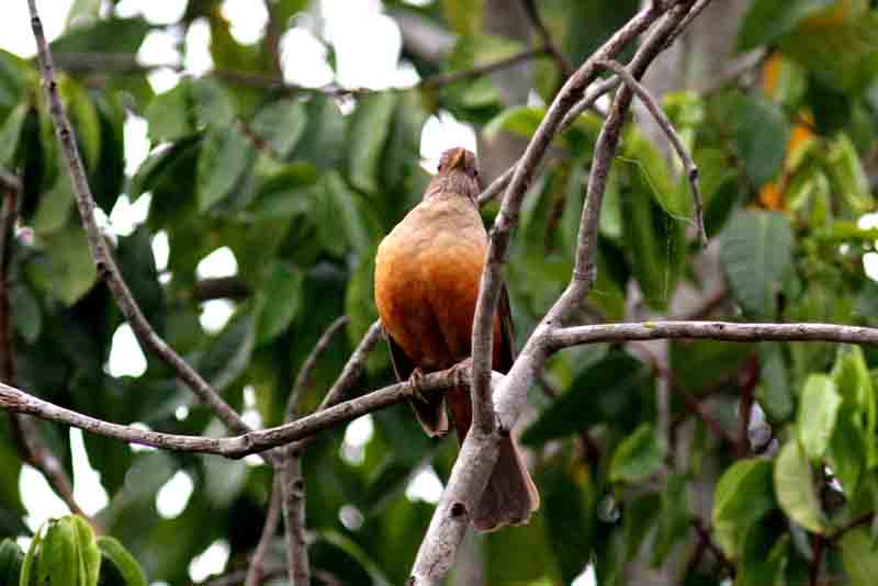 Rufous Cacholote. Photo  Stefan Lithner