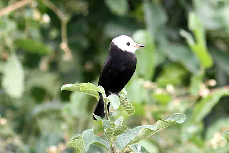 White-headed Marsh-tyrant . Photo  Stefan Lithner
