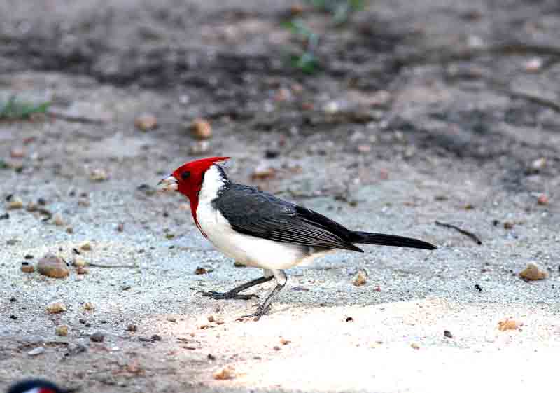 Red-crested Cardinal. Photo  Stefan Lithner