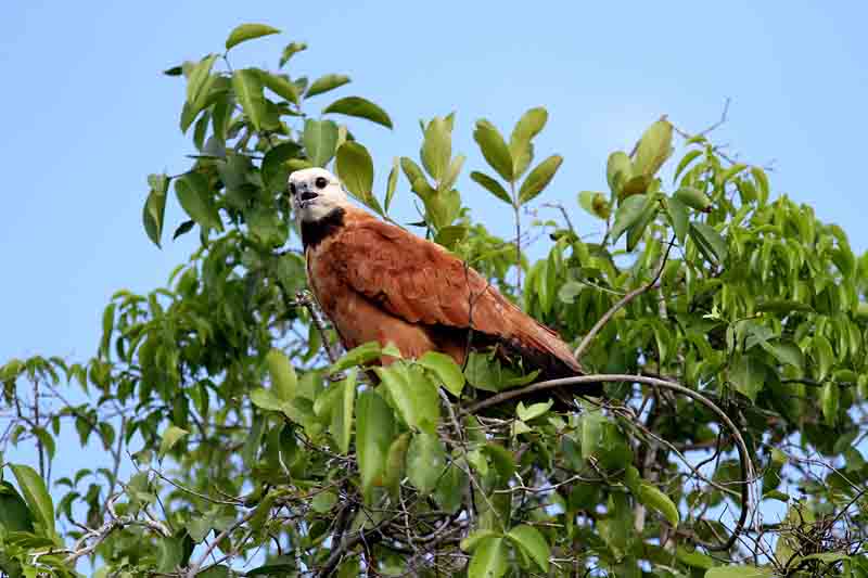 Black-collared Hawk. Photo  Stefan Lithner