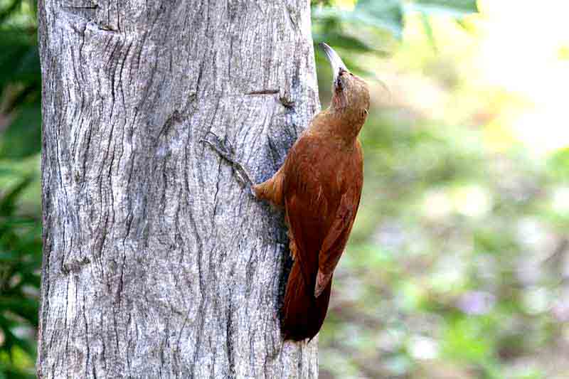 Great Rufous Woodcreeper. Photo  Stefan Lithner