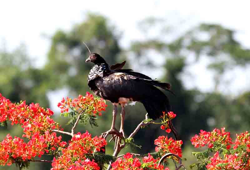 Horned Screamer. Photo  Stefan Lithner