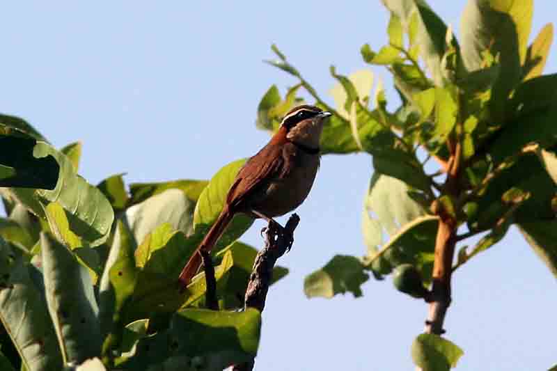 Collared Crescentchest . Photo  Stefan Lithner