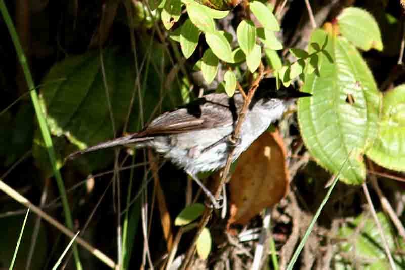 Sooty Tyrannulet. Photo  Stefan Lithner
