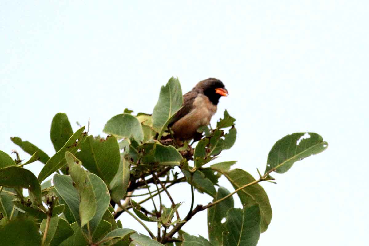 Black-throated Saltator . Photo  Stefan Lithner