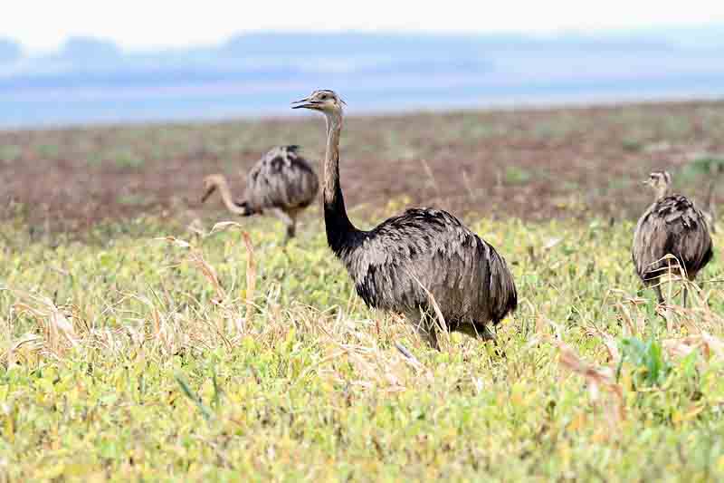 Greater Rhea. Photo  Stefan Lithner