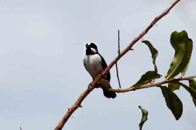 Lined Seedeater. Photo  Stefan Lithner