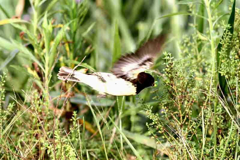 Yellow-bellied Seedeater male. Photo  Stefan Lithner