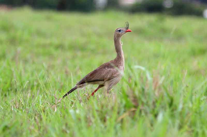 Red-legged Seriema. Photo  Stefan Lithner