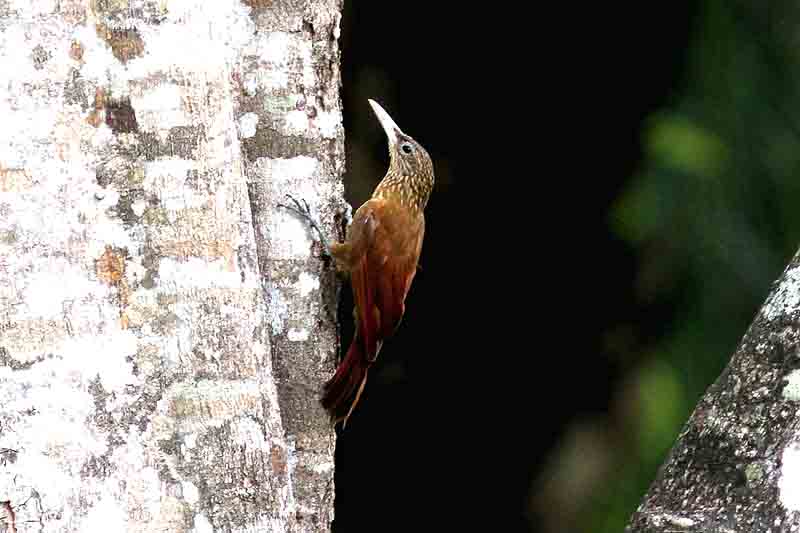 Buff-throated Woodcreeper . Photo  Stefan Lithner