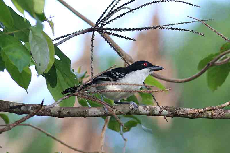 Great Antshrike. Photo  Stefan Lithner