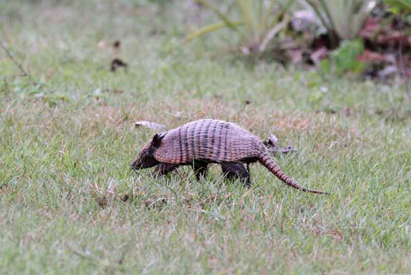 Nine-banded Long-nosed Armadillo. Photo  Stefan Lithner