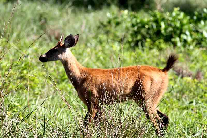 Marsh Deer. Photo  Stefan Lithner