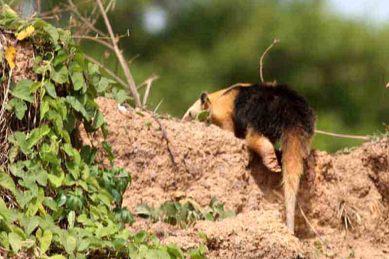 Southern Tamandua . Photo  Stefan Lithner