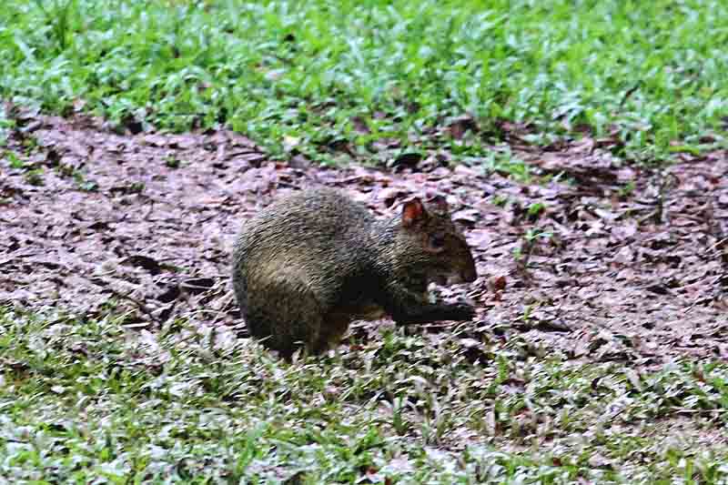 Azaras Agouti. Photo  Stefan Lithner