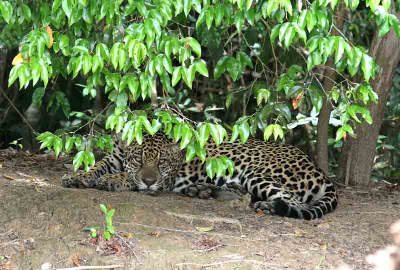 Jaguar male. Photo  Stefan Lithner