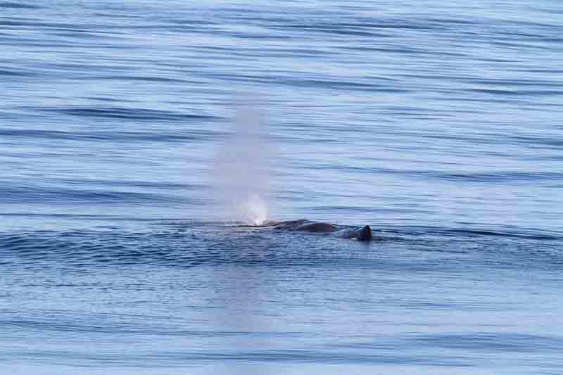 Sperm Whale; male blowing. Photo  Stefan Lithner