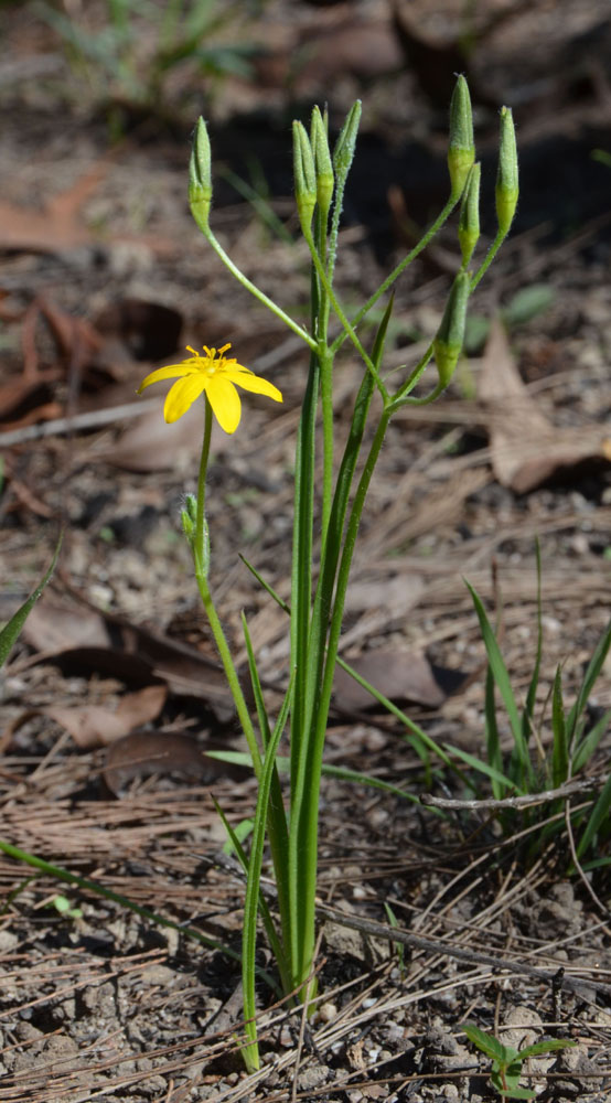 Yellow Star (Hypoxis sp)