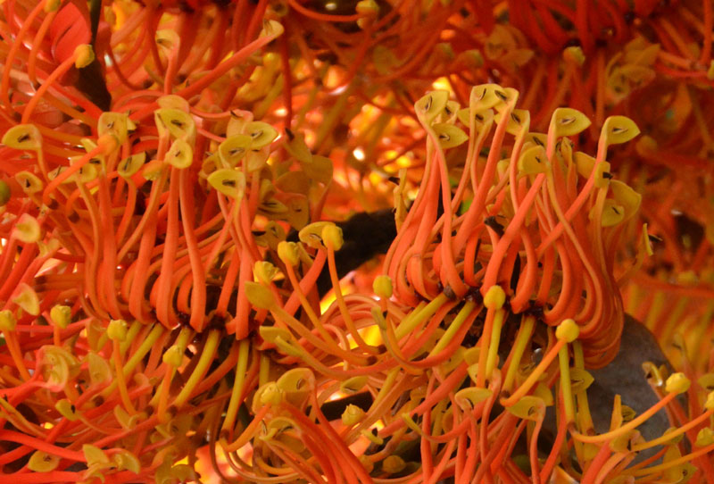 Firewheel Tree (Stenocarpus sinuatus)