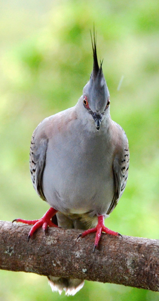 Crested Pigeon