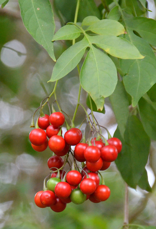Climbing Nightshade (Solanum seaforthianum)