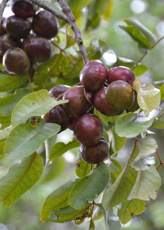 Burdekin Plum (Pleiogynium timorense)