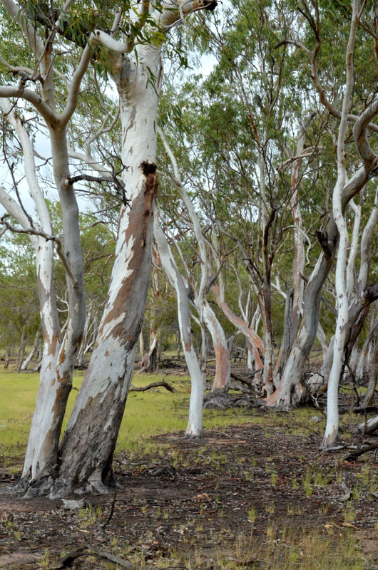 River Red Gums and 100 Mile Swamp