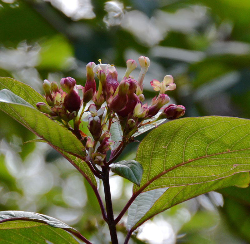 Smooth Clerodendrum (Clerodendrum floribundum)