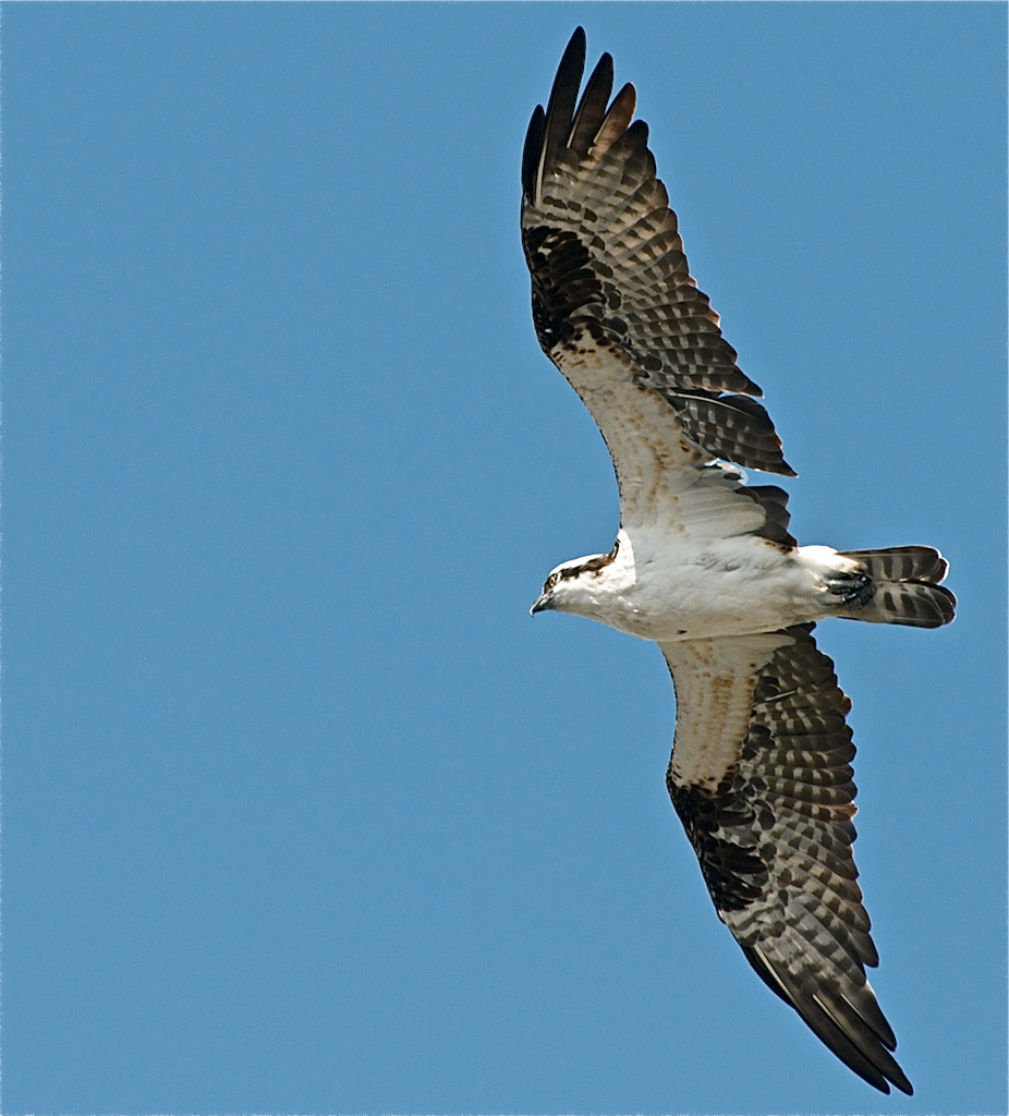 Osprey in  flight