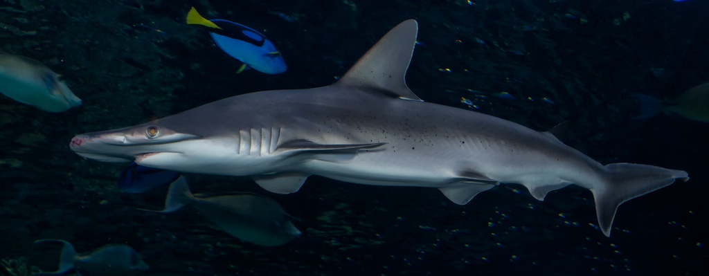 Bonnethead shark