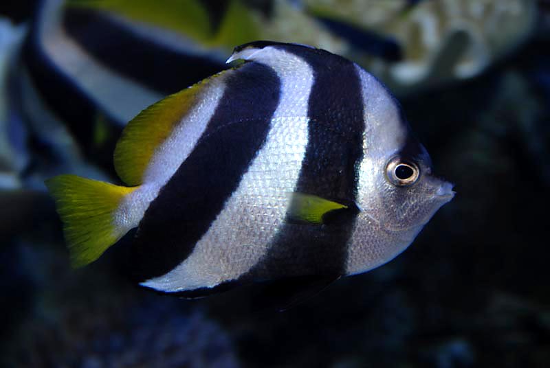 Longfin bannerfish