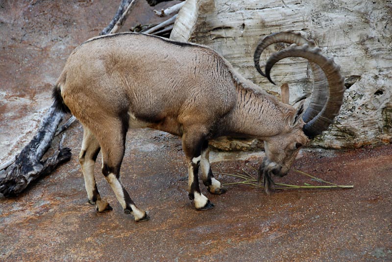 Arabian Ibex