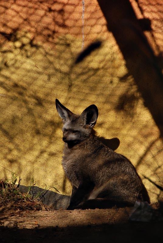 Large eared fox