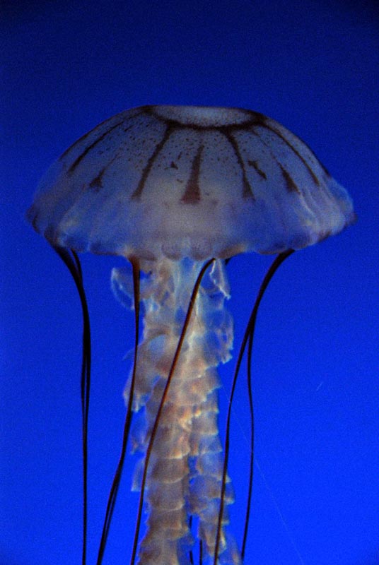 Purple banded sea jelly