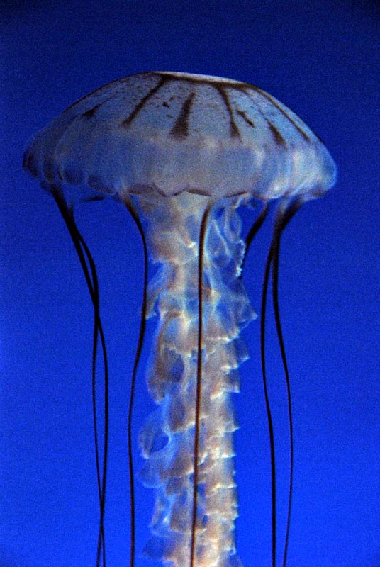 Purple banded sea jelly