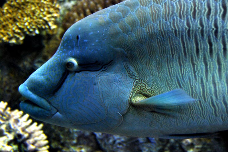 Napoleon humphead wrasse (juvenile)