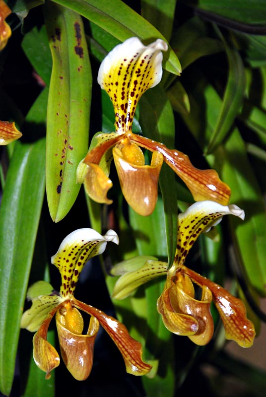 Paphiopedilum