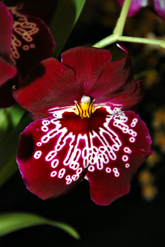 Miltoniopsis or pansy orchid