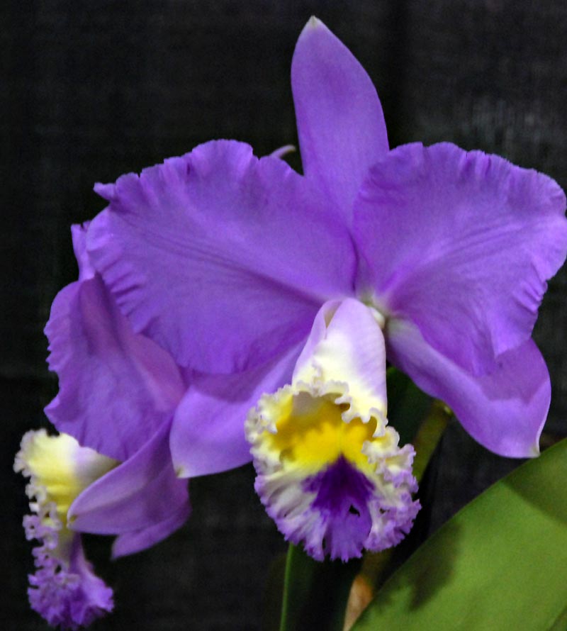 Cattleya (Blc.Sylvia Fry x C.loddegisii)Fascination