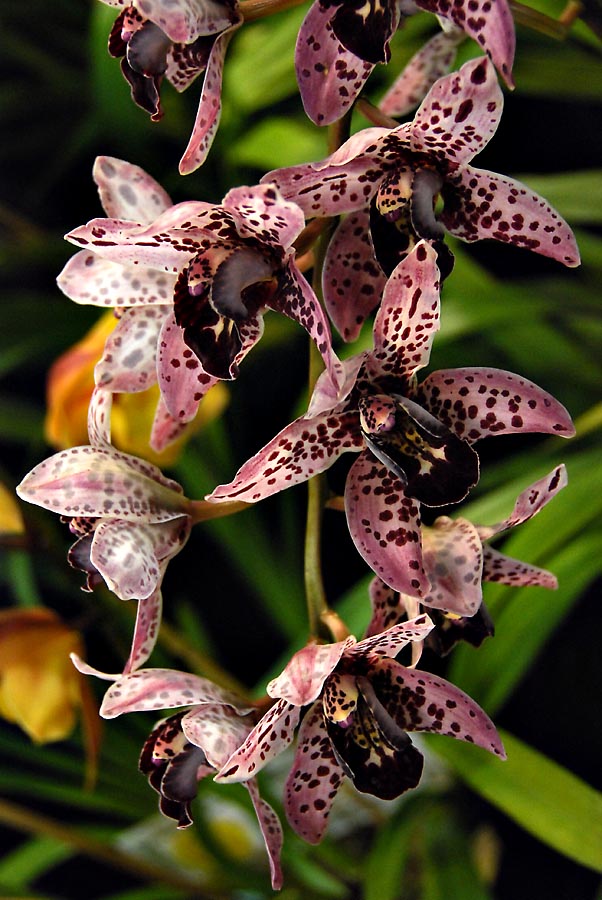 Cymbidium Splatters Flamenco