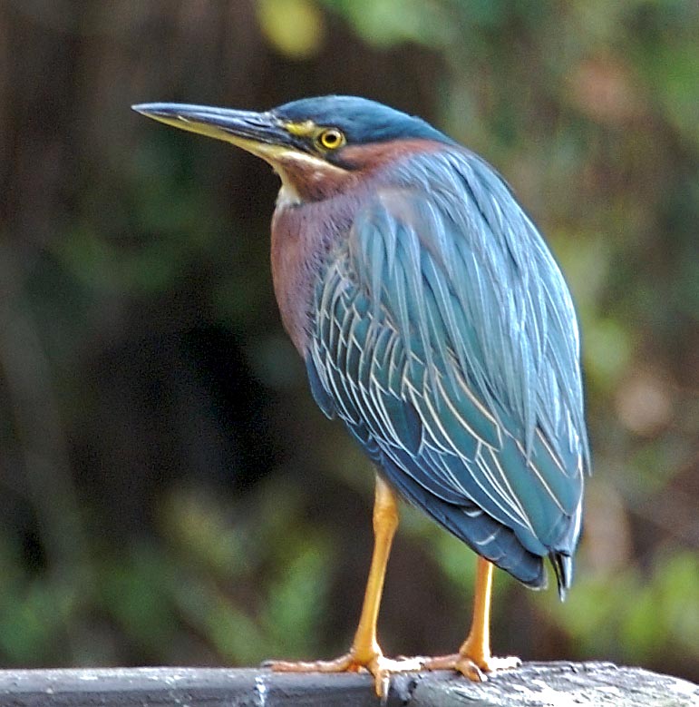 Green Heron