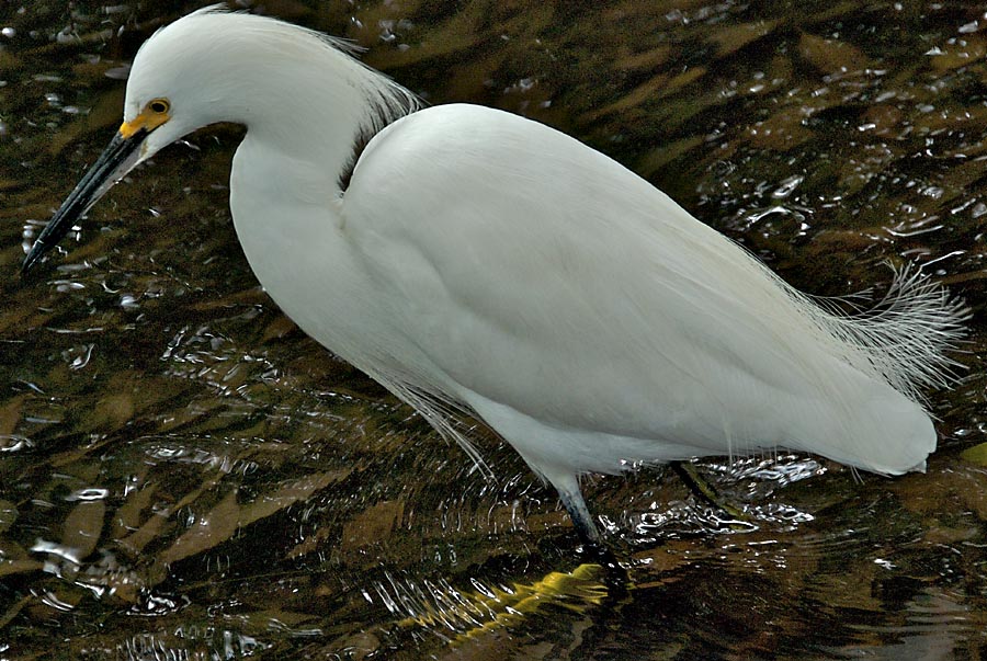 Snowy egret