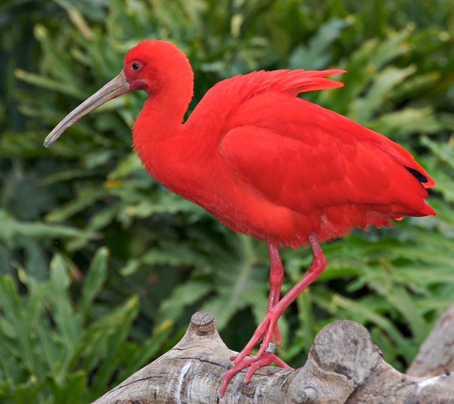 Scarlet Ibis (yes, this is the true color)