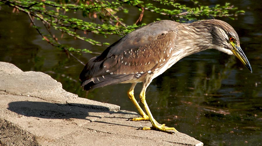 Night heron